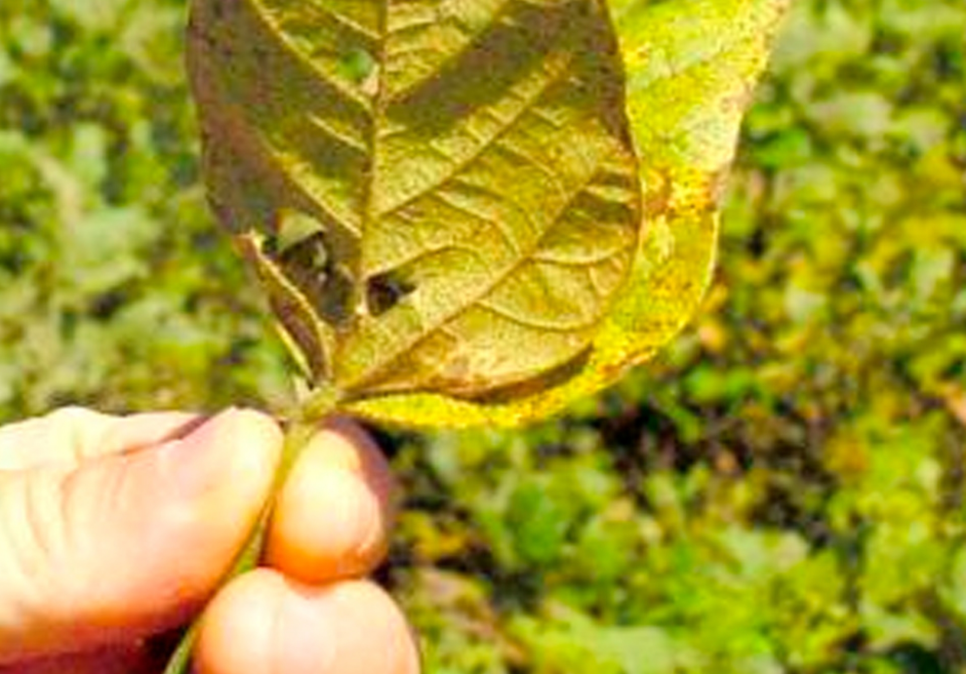 Ferrugem-asiática: ministério registra defensivo inédito de baixa toxicidade