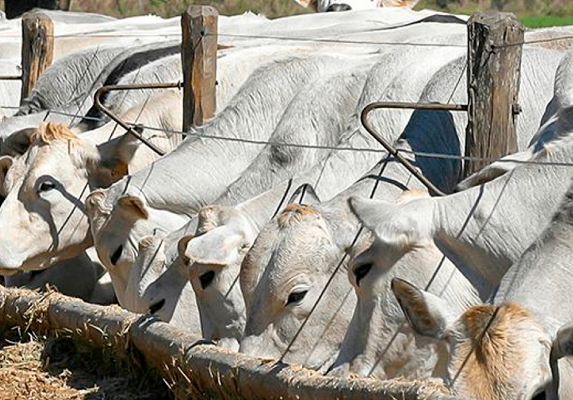 Confinadores avaliam cenário de custos e preço em 2020